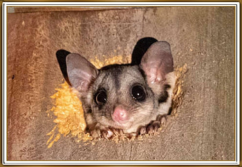 CUTE SUGAR GLIDER, NATURE, GLIDER, CUTE, SUGAR HD wallpaper