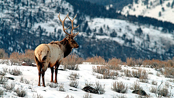 Snow deer, Winter wildlife, Snow-covered landscape, Nature's marvel HD wallpaper