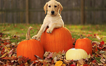 For > Fall Pumpkin Background HD wallpaper