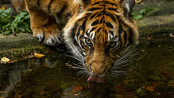 Tiger, animal, cat, large cat HD wallpaper