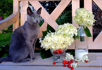 Nature Girl, bench, hydrangeas, grey cat, vase, cat, flowers, raspberries HD wallpaper