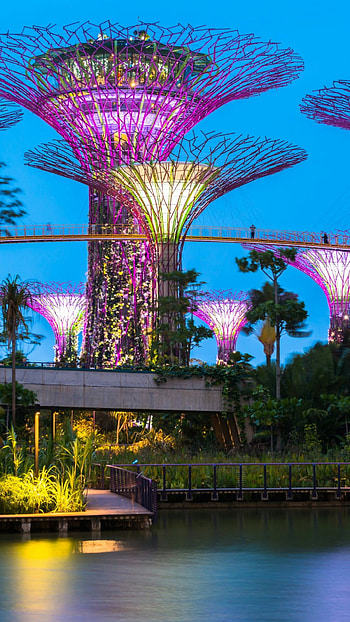 Singapore Travels, Cute dog , Animal lover, Pet graphy HD phone wallpaper