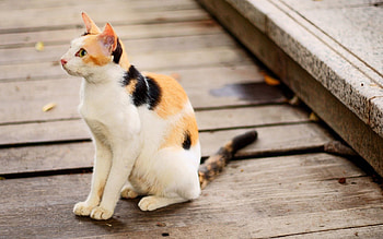 Animals, Cat, Sight, Opinion, Planks, Board HD wallpaper