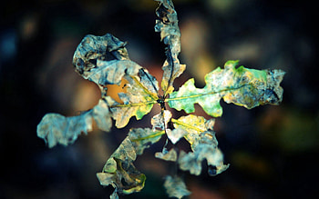 Autumn, Macro, Sheet, Leaf, Dry, Gnarled, Shrivelled HD wallpaper