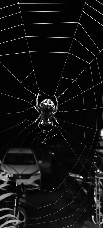 Spider, black spider, web, insects, Spiderman HD phone wallpaper