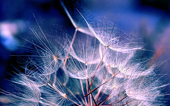 Dandelions, Objects HD wallpaper