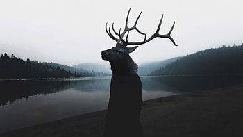 Unholy Deer, deer, graphy, monochrome, black-and-white, deviantart HD wallpaper