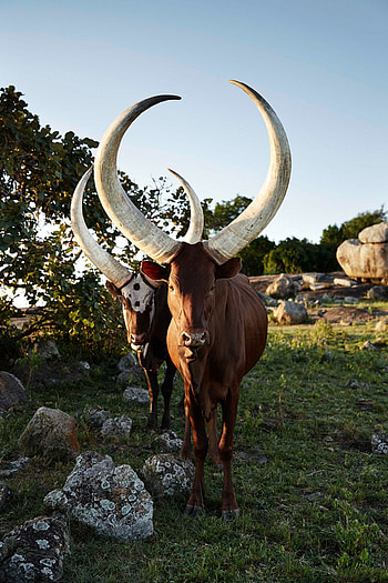 Uganda travels, Ankole region, Cultural heritage, Traditional customs HD phone wallpaper