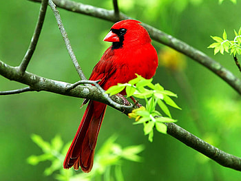 Bird , Cardinal bird HD wallpaper
