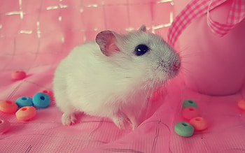 Party Animal, party, pink, graphy, hamster, candy HD wallpaper