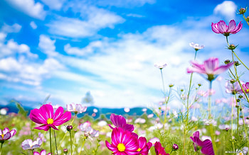Spring for your computer and laptop. You can also use HD wallpaper