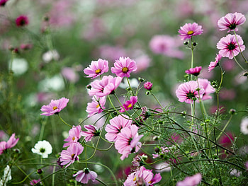 Flowers, Greens, Flower Bed, Flowerbed, Kosmeya, Cosmos, Sharpness HD wallpaper