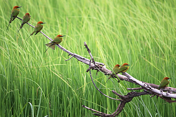 Animals, Nature, Birds, Grass, Wood, Tree, Branches HD wallpaper