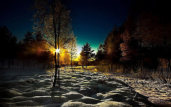 Winter, Nature, Dawn, Forest, Morning, Drifts, Shadows, Young Growth, Teen, Cover HD wallpaper