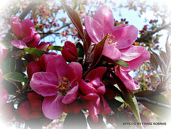 wild apple tree, natur, trees, pink, apples HD wallpaper