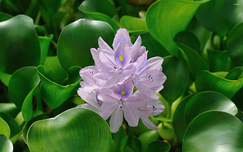 Common Water, Hyacinth HD wallpaper
