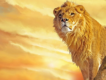 Animals, Lions HD wallpaper
