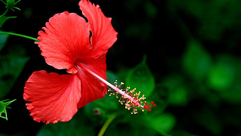 Gorgeous hibiscus, Stunning floral display, Nature's artwork, Vibrant colors HD wallpaper