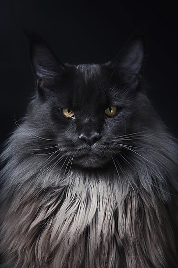 Maine Coon , Ryan Thompson's post, Stunning visuals, Feline admiration HD phone wallpaper