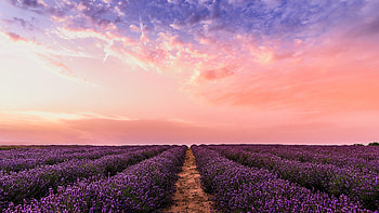 Lavender field, Pink sky, , Breathtaking scenery HD wallpaper