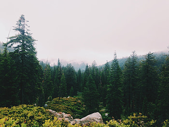 Green spruce trees, Lush foliage, Natural beauty, Forest landscape HD wallpaper