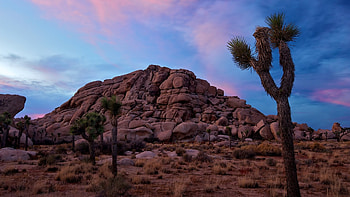 Joshua Tree National Park, , backgrounds, que landscapes HD wallpaper
