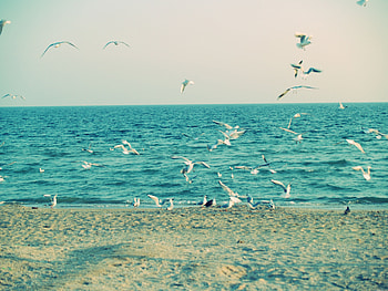 Animals, Sea, Seagulls, Waves, Sand, Shore, Bank HD wallpaper