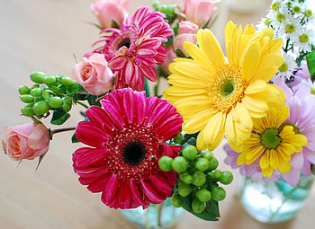 GERBERA FLOWERS, PRETTY, FLOWERS, GERBERA HD wallpaper