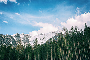 Snowy Mountains Long Trees Stock , mountains, snow, trees, nature HD wallpaper