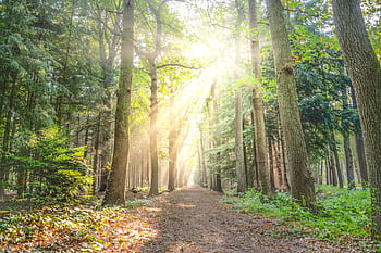 A scenic autumn forest path with sunlight streaming through tall trees, creating a serene atmosphere. HD wallpaper