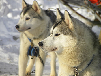 Animals, Winter, Snow, Dog, Husky, Haska, Right, Faithful HD wallpaper