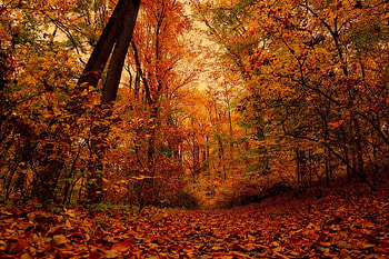 trees, autumn, nature, forest HD wallpaper