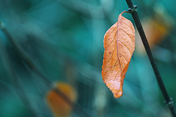 Macro, Brown, Branch, Leaflet HD wallpaper