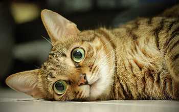 Animals, Cat, To Lie Down, Lie, Muzzle, Sight, Opinion HD wallpaper