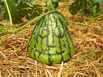 BIZZARE LOOKING FRUIT, bizzare-looking-fruit, funny HD wallpaper