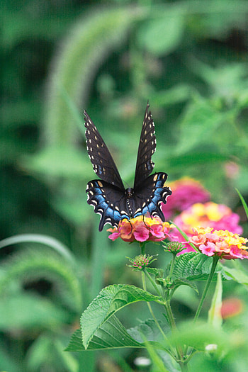 Animals, Flowers, Leaves, Macro, Pattern, Butterfly, Wings HD phone wallpaper