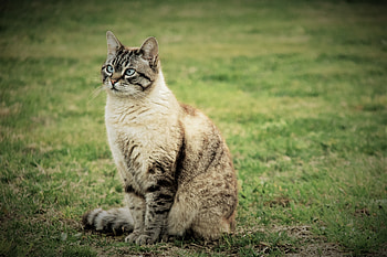 Animals, Grass, Cat, Stroll, Is Sitting, Sits HD wallpaper