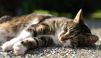 Animals, Stones, Cat, To Lie Down, Lie, Sight, Opinion, Watch, To Watch HD wallpaper