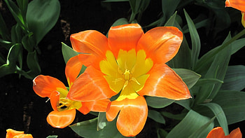 LILLIES, PETALS, LEAVES, NATURE, COLORS HD wallpaper