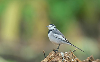 Animals, Background, Blur, Smooth, Little Bird, Birdie HD wallpaper