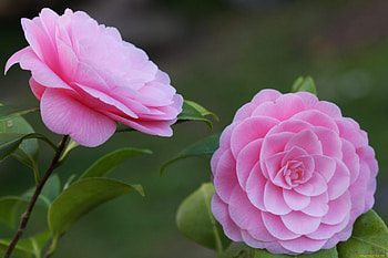 Camellias, Flowers, Camelias, Pink, Pretty HD wallpaper