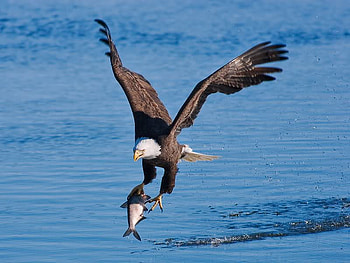 Swooping, birds, hawk, animals, nature, fish, water, lake HD wallpaper