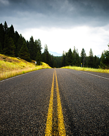 Nature, Trees, Road, Markup, Spruce, Fir, Dahl, Distance HD phone wallpaper
