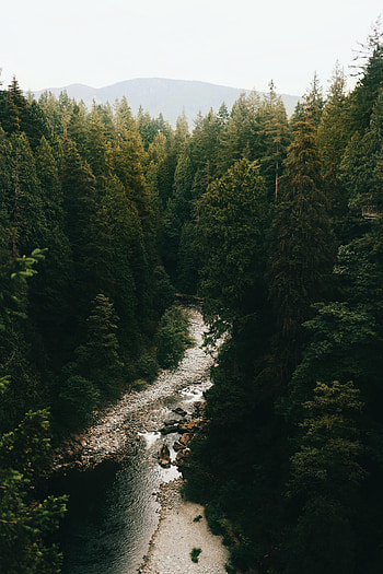 Nature, Rivers, Trees, Forest, Fir, Spruce, Dahl, Distance HD phone wallpaper