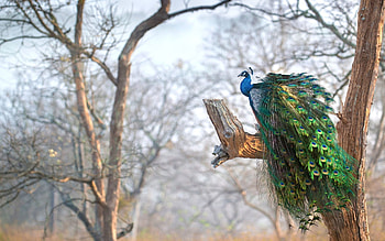 Peacock on a tree, branches, colors, sky, feathers HD wallpaper