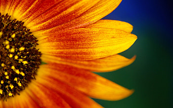 Sun-Kissed Sunflower : Nature’s Radiant Beauty in Bloom, nature, sunflower HD wallpaper