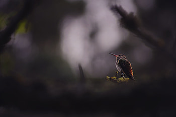 Humming Bird Sitting Down, hummingbird, birds HD wallpaper