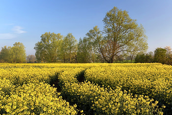 Field, nature, plants, flower HD wallpaper