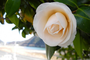 White Tsubaki, Flowers, Blooms, White, Nature HD wallpaper