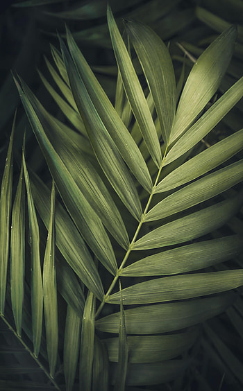 Nature, Leaves, Plant, Macro, Stripes, Streaks HD phone wallpaper